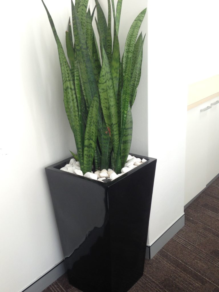 Mother in-laws tongue, Snake Plant - Bretts Plants