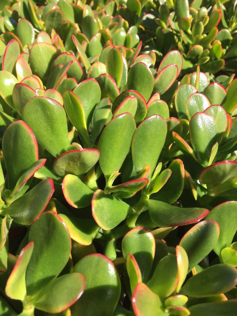 Jade Plant - Bretts Plants