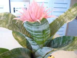 Mother in-laws tongue, Snake Plant - Bretts Plants