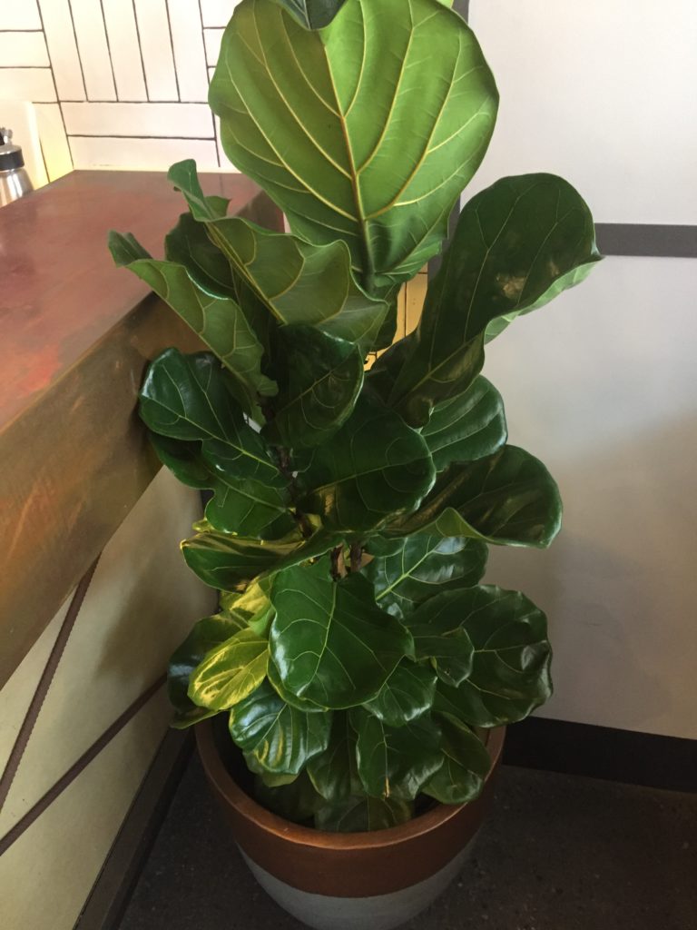 Mother in-laws tongue, Snake Plant - Bretts Plants